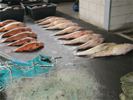 Meldpunt Visstroperij